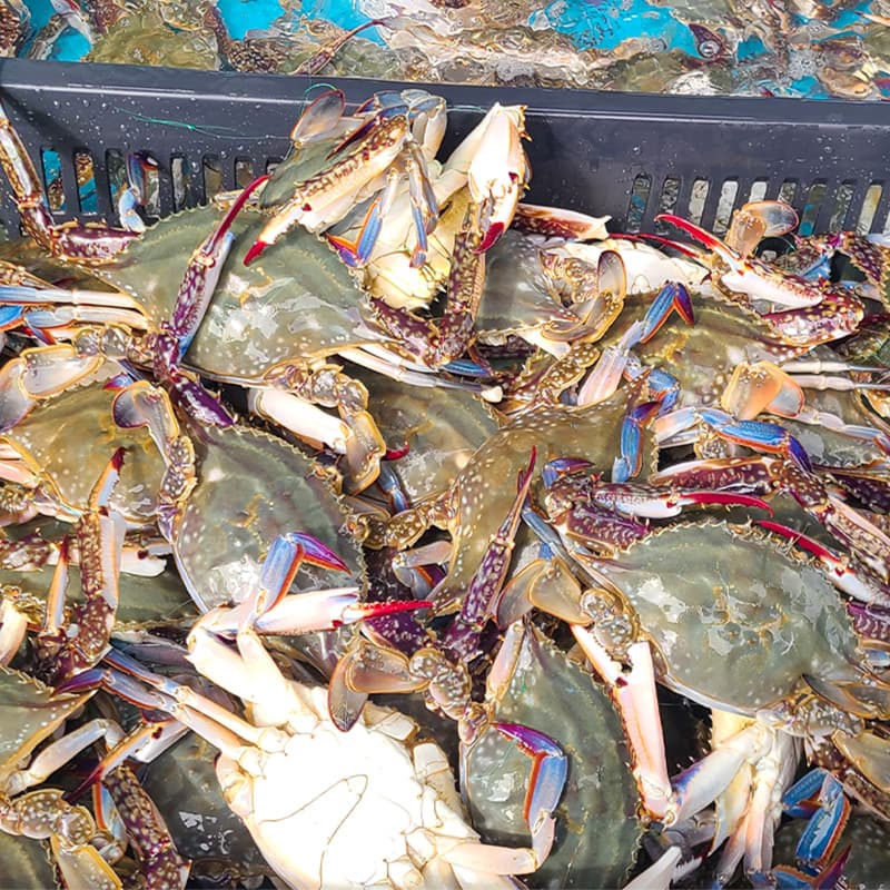 청춘농가 활숫꽃게, 1kg, 1박스