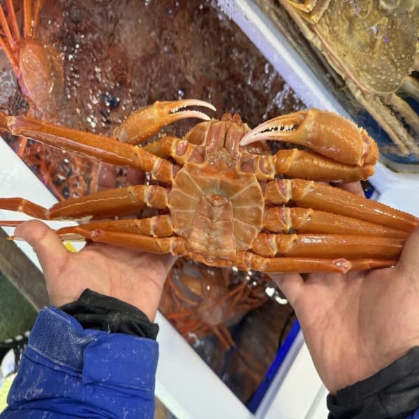 후포리 박달홍게, 4kg, 1박스