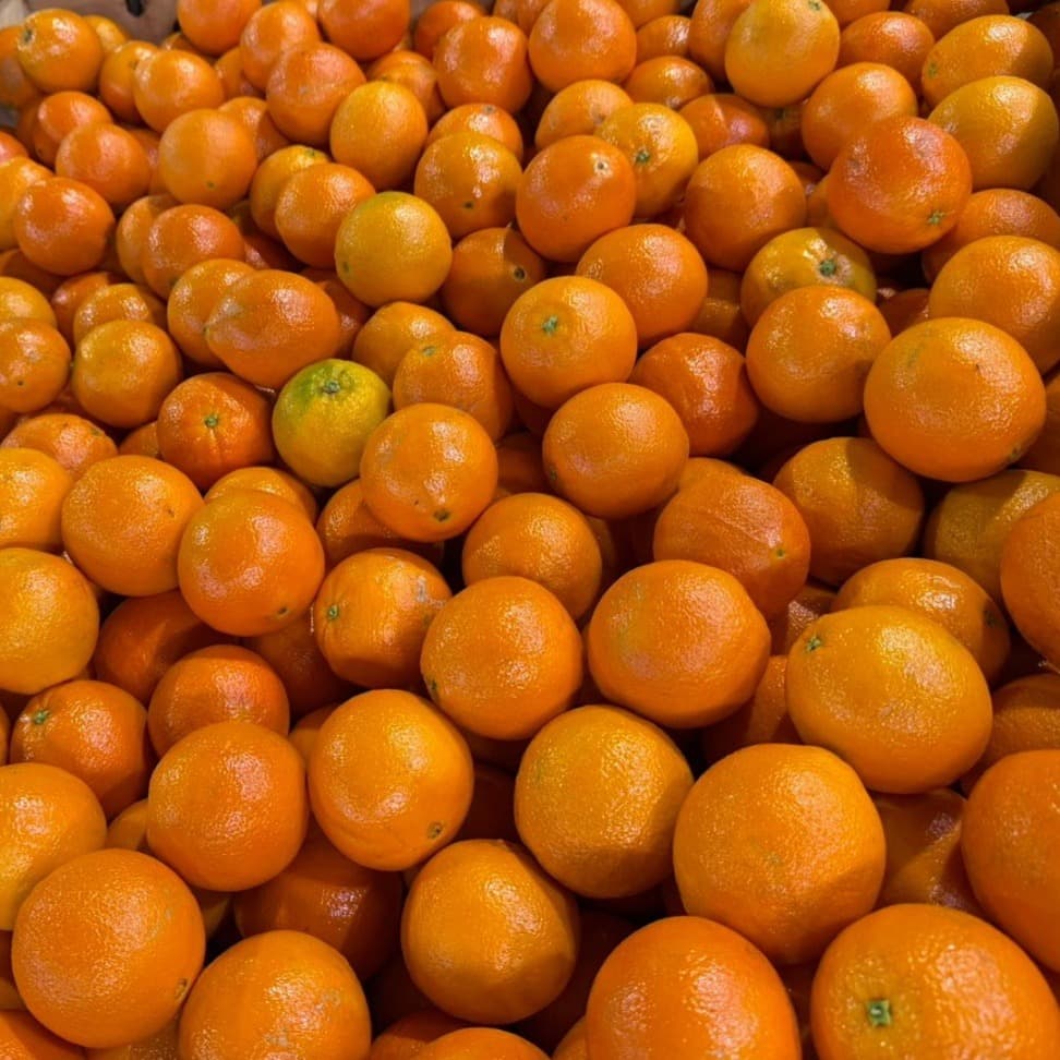 호주산 오렌지, 특과, 4kg, 19-21과, 1개