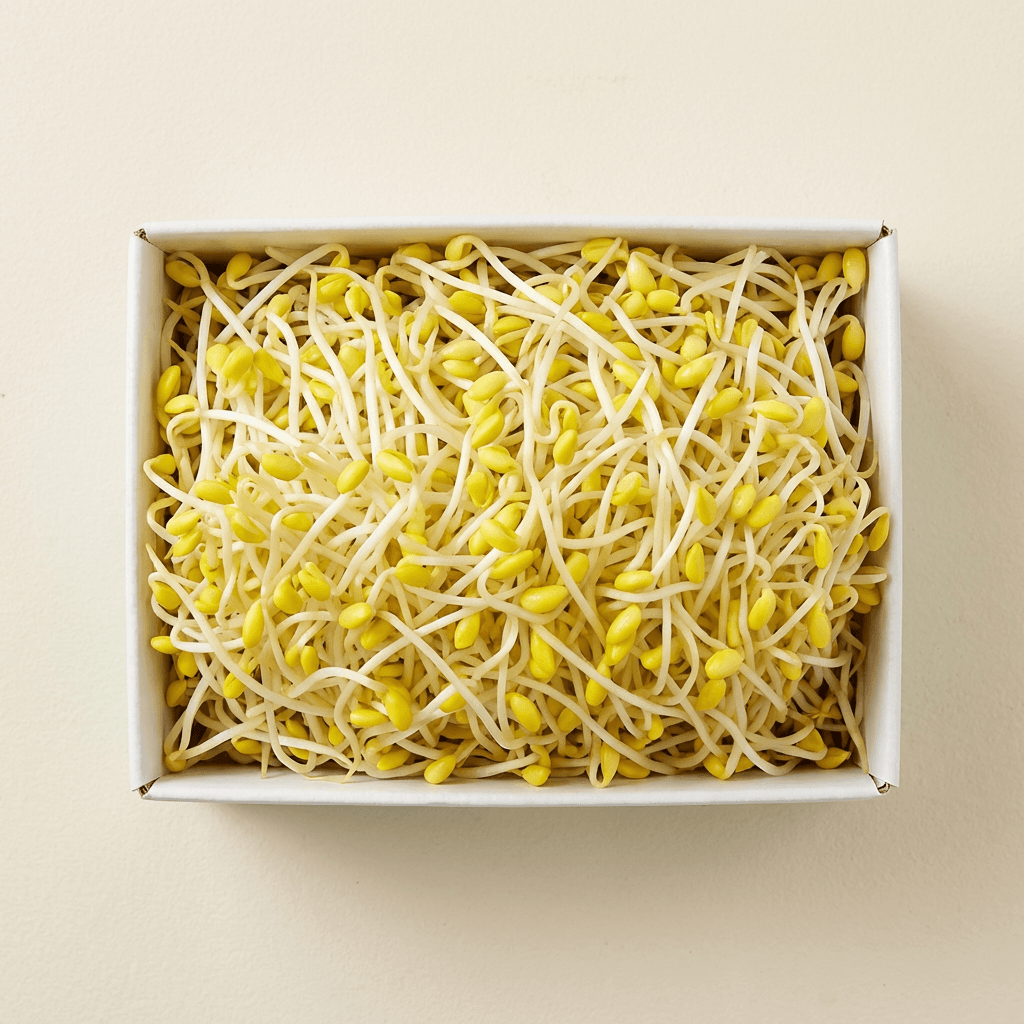 이조은산소 무농약 산소 칼륨 콩나물, 1kg, 1개